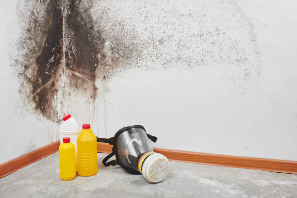 Best Mold Damage Repair  in Linden, TX
