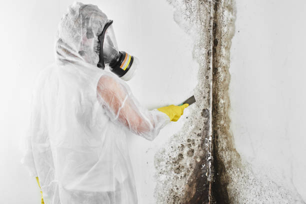 Best Professional Mold Removal  in Linden, TX