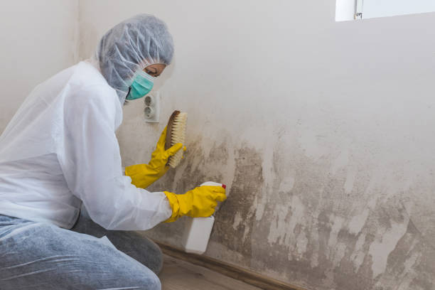 Best Best Mold Removal Companies  in Linden, TX