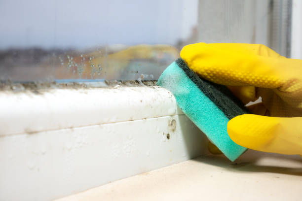 Best Black Mold Removal  in Linden, TX