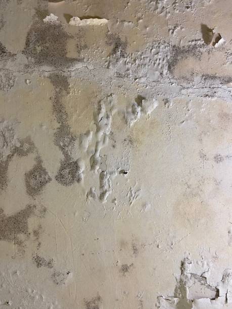Best Mold Inspection  in Linden, TX