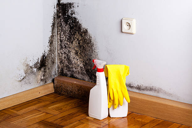 Best Mold Removal Near Me  in Linden, TX