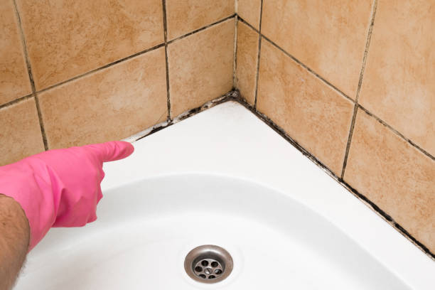 Best Certified Mold Removal  in Linden, TX